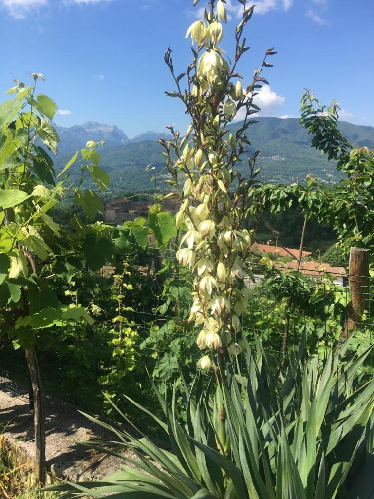 Apartmán Il Casale Di Rolando Castiglione di Garfagnana Exteriér fotografie